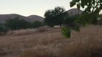 Malatya'da hasat telaşı yerini gece nöbetine bıraktı: Domuz sürülerine karşı tüfekli savunma