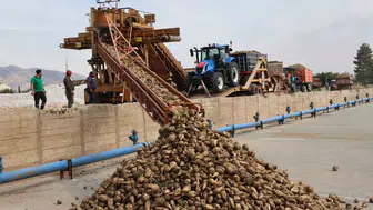 Elazığ'da şeker pancarı mesaisi başladı: Binlerce ton ürün fabrikaya akacak
