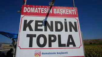 Ayaş'ta domates tarlası pazar yerine döndü: Vatandaş dalından koparıp tartıya getiriyor