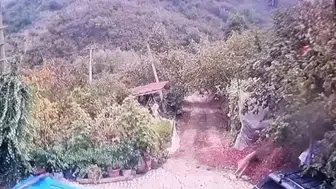 Akçakoca'da korku dolu anlar: Bahçedeki köpeği saniyeler içinde kaptı