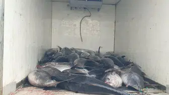 Güzelbahçe kıyılarında dev operasyon: Tonlarca kaçak balık yakayı ele verdi