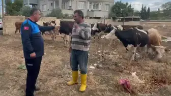Kayıp sürünün izi kulak küpelerinde bulundu: Besicinin yüzü güldü