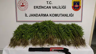 Yaylım köyünde jandarma baskını: Kenevir tarlasına suçüstü
