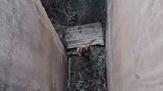 Sarp kayalıkların ustası bu kez çaresiz kaldı: Havuzda mahsur kalan dağ keçisi için seferberlik