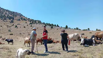 Anadolu'nun kadim mirası Yerli Kara sığırları için seferberlik başlatıldı