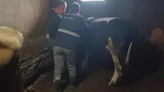 Düzce'de hayvancılıkta kritik önlem: Köy köy gezerek aşı seferberliği başlattılar