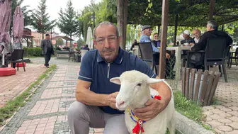 Samsun'un küçük maskotu: Bir kuzunun insanlarla kurduğu şaşırtıcı bağ