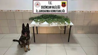 Üzümlü’de kenevir baskını: İki kişi demir parmaklıklar ardına gönderildi