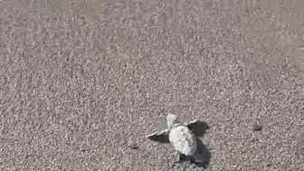 Bodrum sahillerinde minik misafirler: Caretta carettaların zorlu yolculuğu başladı