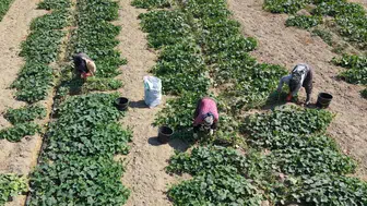 Ödemiş tarlalarında hummalı mesai: Güz bereketi sofralara taşınıyor