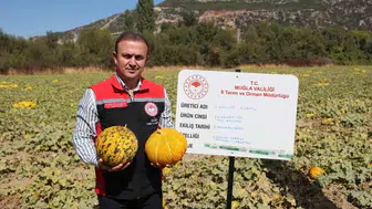 Muğla'nın bereketli topraklarında ata tohumu bereketi: Hasat zamanı geldi