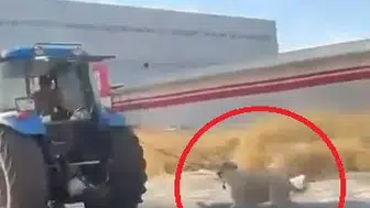 Diyarbakır'da vicdanları sızlatan görüntü: Traktörün arkasına bağlayıp koşturdu