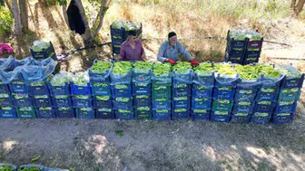 86 yaşında tarlanın hakimi: Sabah kuşun sesiyle uyanıp günde 6 ton biber üretiyor
