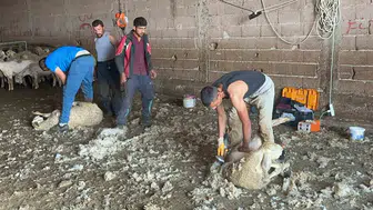 Milyonlarca liralık servet tarlalarda çürüyor: Yerli yapağı için acil fabrika çağrısı