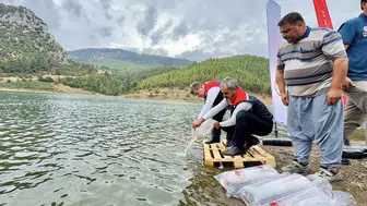 Mersin'in su kaynaklarında devasa balıklandırma operasyonu: 347 bin sazan doğaya salındı
