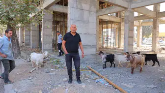 Sanayi sitesinde sabah sürprizi: 9 keçi esnafın misafiri oldu