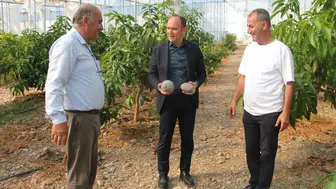 Hatay'ın bereketli topraklarında tropikal dönüşüm: Erzin'de mango ve avokado bereketi