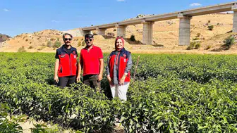 Afyonkarahisar'da tarlalarda jalapeno mesaisi: Uzmanlar hasat için sahaya indi