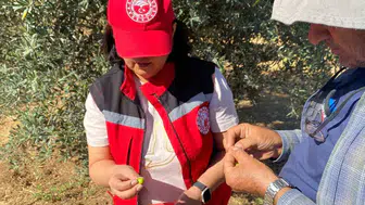 Salihli'de zeytin üreticilerine kritik sinek uyarısı: Hasat dönemi öncesi dikkat
