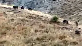 Yılların emeği bir gecede yok oldu: Sınır köyünde domuz istilası
