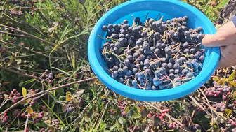 Tahıl ambarı Konya'da şaşırtan değişim: Hasat zamanı geldi, eller tek tek çalışıyor