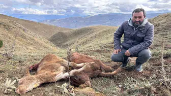 Erzincan'da korku dolu anlar: Ayı saldırısı sonrası yürek burkan görüntü