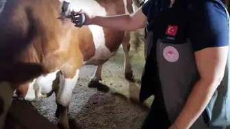 Afyonkarahisar'da hayvancılığı koruma seferberliği: Şap virüsüne karşı sıkı önlem
