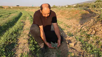 Aydınlı üreticinin enginarla imtihanı: Mısır enginarı karşısında tarlada kalan emekler