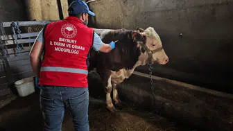 Bayburtlu üreticilerin hayvanları için kış hazırlığı başladı