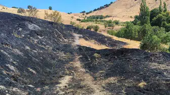 Ergani'de korkutan alevler: 100 dönümlük arazi küle döndü
