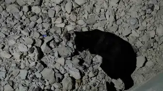 Van Gölü kıyısında şaşırtan dostluk: Avcı kedi ile farenin saatler süren oyun arkadaşlığı