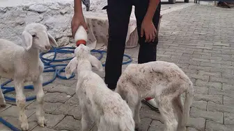 Sarıgöl'de Beklenmedik Sürpriz: Üçüz Kuzuların Biberon Mesaisi