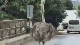 Şile trafiğinde beklenmedik misafir: Sürücülerin şaşkın bakışları arasında caddede koştu