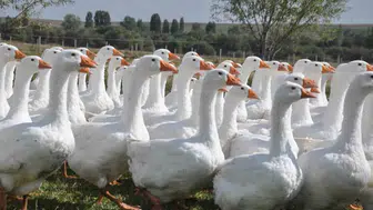 Belediye başkanlığını bıraktı, kendini kaz yetiştiriciliğine adadı: Kars'ın tescilli lezzetinde haksız rekabet isyanı