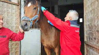 Bartın'ın gözbebeği şampiyon adayı: Milyonluk kısrağın sağlık karnesi temiz çıktı