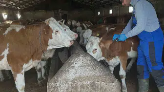 Bayburt'ta hayvancılık için kritik mesai: Köy köy dolaşıp aşıladılar