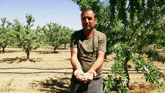 Hobi olarak başladığı bahçesi dev bir tesise dönüştü: 20 bin ağaçla badem üretiminde iddialı