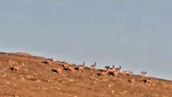 Neşterini bıraktı, doğanın en nadir anlarını yakalamak için zirveye çıktı