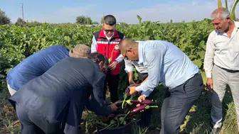 Birecik'in bereketli toprakları festival coşkusuyla buluştu: Hasat zamanı geldi