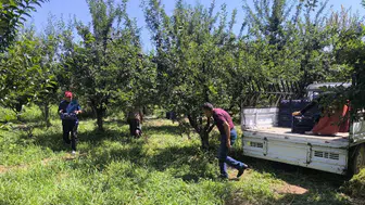 Iğdır'ın Siyah İncisi'nde Hasat Heyecanı: Bu Yılın Gözdesi Sofralara Farklı Formlarda Taşınıyor