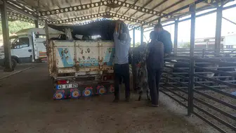 Gediz'de hayvancılık takviminde köklü değişim: Pazar günü değişti