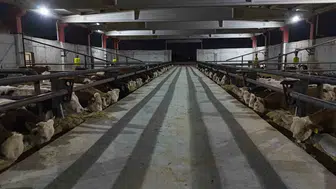 Şanlıurfa'nın dev besi hamlesi: Ortadoğu'nun et mutfağı olmaya hazırlanıyor