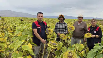 Aydıntepe ovasında altın sarısı mesai: Ayçiçeği tarlalarında hasat heyecanı