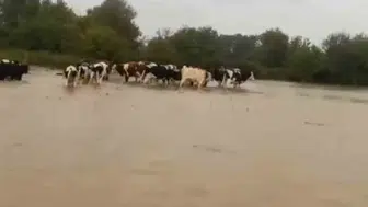 Kandıra'da sular yükselince merada can pazarı yaşandı