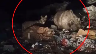 Bingöl'de gece yarısı sürpriz ziyaret: Çöp konteynerleri yabani hayvanların durağı oldu
