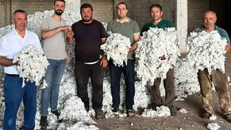 Gaziantep'in bereketli topraklarında beyaz altın mesaisi: İlk hasat yüzleri güldürdü