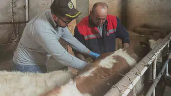 Aydıntepe'de hayvancılıkta kritik süreç: Aşı ve kayıt seferberliği başladı