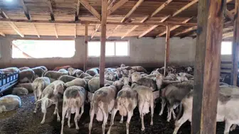 Ahırdan geleceğe uzanan bir miras: Sevcan Bayraktar'ın süt hayali