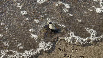 Bodrum sahillerinde duygulandıran anlar: 62 minik caretta caretta mavi sulara kavuştu