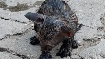 Patnos'ta yürekleri ağza getiren kurtarma operasyonu: Ziftin esiri oldu